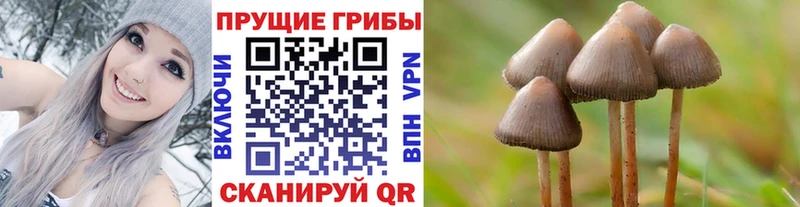 купить   Ветлуга  Галлюциногенные грибы прущие грибы 